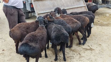 JONDOR MOL BOZORI ONA BOLA QOʻYLAR NARXLAR KOʻTARILDI QURMONLIK UCHUN