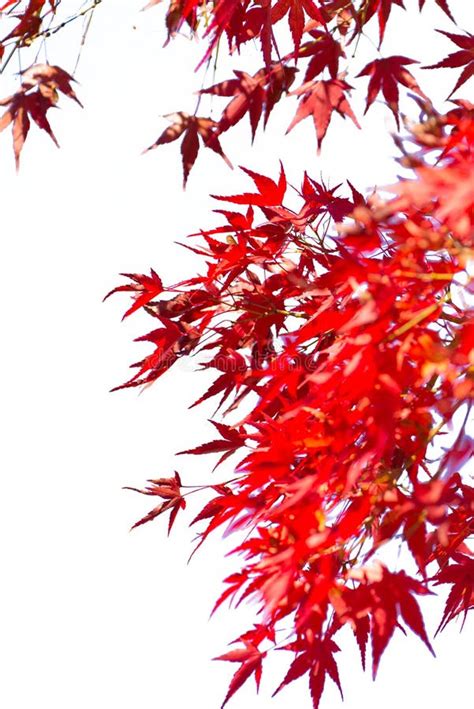 Red Maple Leaves On Tree In Autunm Season Stock Photo Image Of Japan