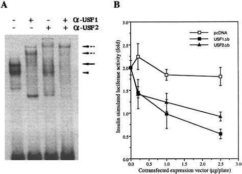 Regulation Of The Fatty Acid Synthase Promoter By Insulin The