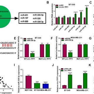 Circ Tff Was Upregulated In Bc Tissues And Cells A The Us Images Of