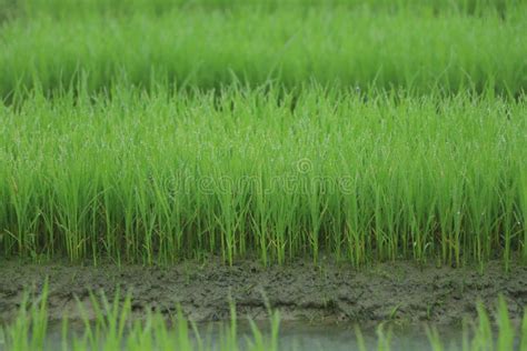 Rice Seedlings Were Grown To A Spike The Food Is Consumed Stock Photo