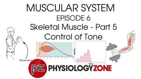 Episode 6 Control Of Tone • Muscular Musculoskeletal • Anatomyzone