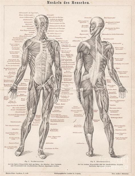 Mixed Media & Collage Whole Body Muscles Anatomy Diagram FINE ART ...