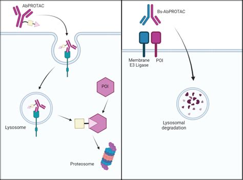 Specific Protein Degradation With Antibody Conjugated Protacs