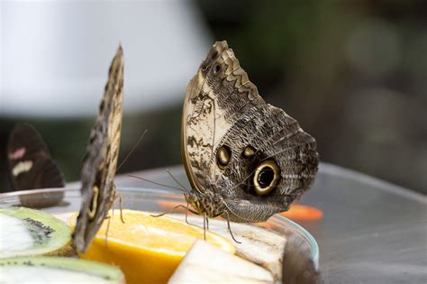 Mariposa Luisenpark Macro Foto Gratis En Pixabay Pixabay