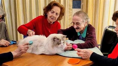 La Pet Therapy Un Successo Tra Gli Ospiti Delle Rsa Cos I Gatti