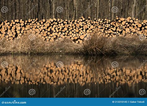 Logging In The Winter Logs Are Lined Up Stock Image Image Of People