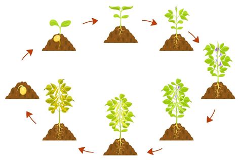 Soybean Growth Process Infographic Seed Germination And Stem Formation