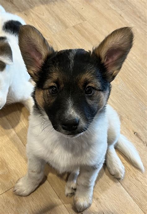 Female Blue Heeler Husky Mix Dogs And Puppies For Rehoming Kamloops