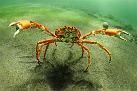 Spider Crab Big Claw George Karbus Photography