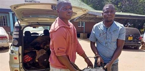 Two Arrested For Killing Watchman Stealing Cattle Malawi 24 Latest