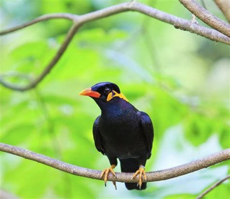 Myna birds are not traditional pets, but mynah enthusiasts love them for their trainability ...