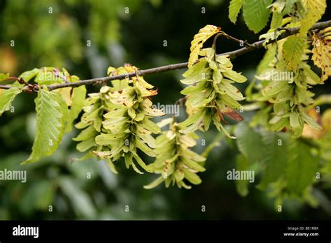 Carpinus Betulus Common European Hornbeam High Resolution Stock