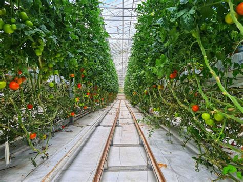 Jak przyspieszyć dojrzewanie pomidorów w szklarni Agropedia