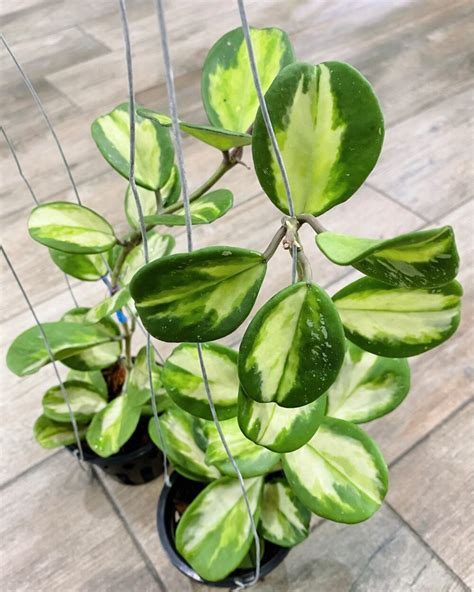 Hoya Obovata Variegated Small Size Botgarden