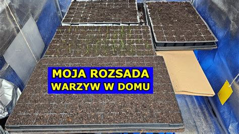 Moja Rozsada Warzyw W Domu Rozsada Pora Papryki Selera Cebuli