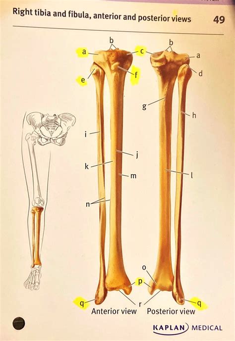 Right Tibia And Fibula Diagram Quizlet