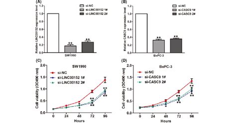 Knockdown Of LINC00152 And CASC9 Inhibits PDAC Cells Proliferation A