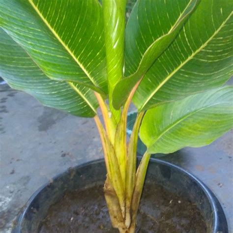 Jual Tanaman Hias Pisang Kipas Varigata Shopee Indonesia