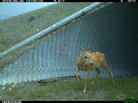 Its Amazing To See Wildlife Crossings Like Never Before Tranbc