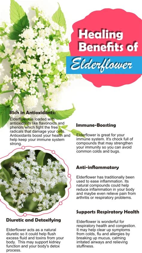 5 Surprising Elderflower Health Benefits The Ancient Remedy