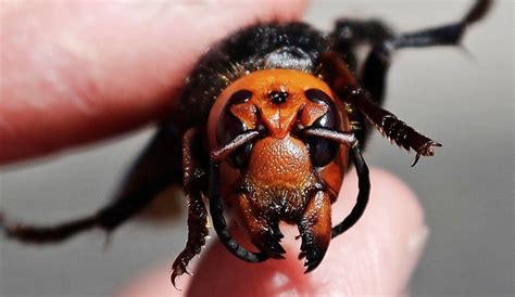 First Murder Hornet Nest In Us Discovered In Washington State