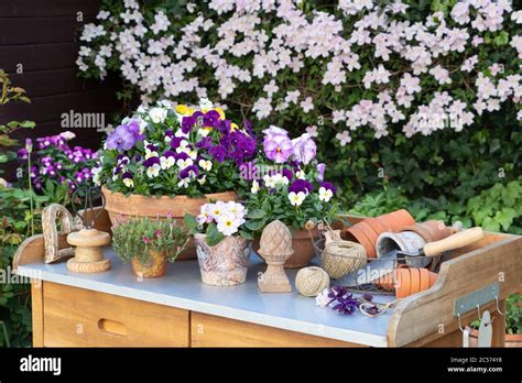 Plant Table With Purple Viola Flowers And Pink Clematis Montana In