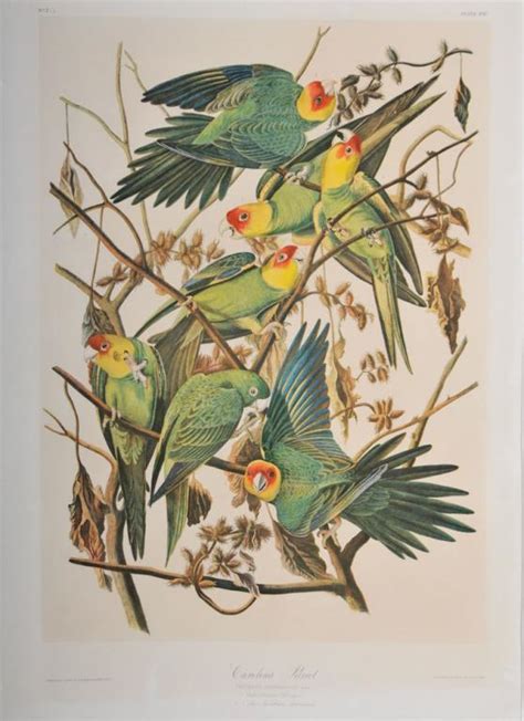 Sold At Auction John James Audubon Carolina Parrot Bien Edition