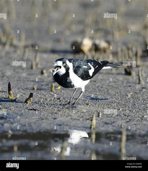 Magpie Lark Grallina Cyanoleuca Royal National Park New South Wales