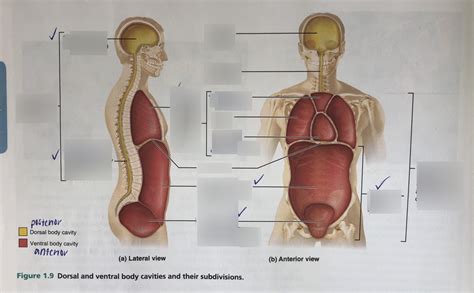 EXAM 1 BODY CAVITIES Diagram | Quizlet