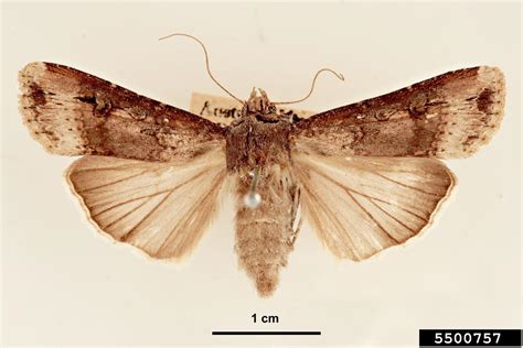 Black Cutworm Agrotis Ipsilon