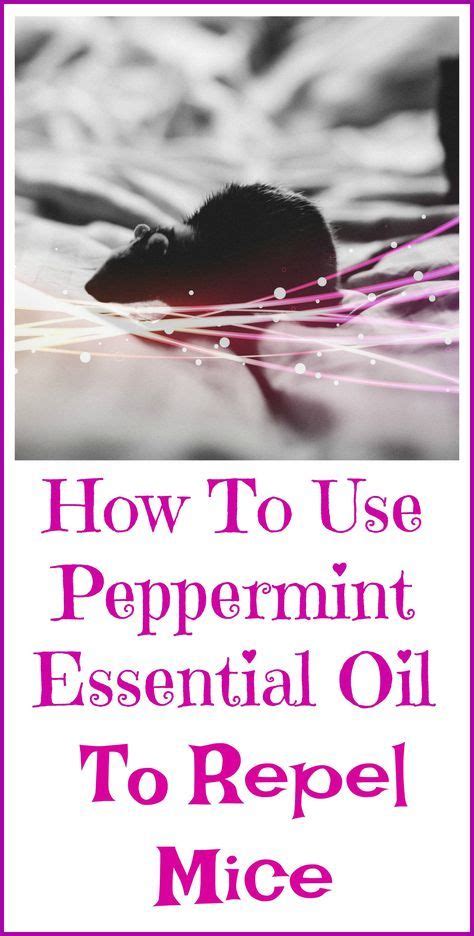 Peppermint Oil For Getting Rid Of Mice Peppermint Oil For Mice Mosquito Repellent Essential