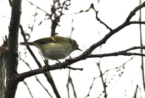 Buff Barred Warbler A Passerine Bird Life Stock Image Image Of Birds