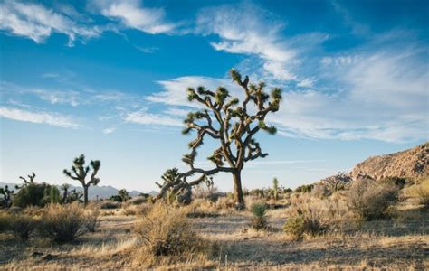 7 Top Things To Do In Joshua Tree National Park 2024