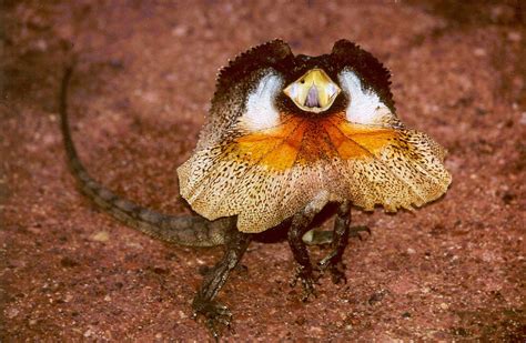 Full Frilled Lizard Chlamydosaurus Kingii Image Free Stock Photo