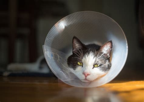 Cat Cone Alternatives That Actually Work