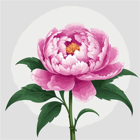 Premium Vector | Peony vector on a white background