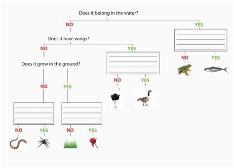 Dichotomous Key Worksheet Bundle By Butterflies In The Room Worksheets