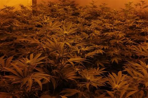 Police Raid Uncovers Nearly K Worth Of Cannabis At Property On