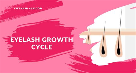 Do You Know Clearly About Eyelash Growth Cycle