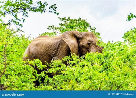 A Large Adult African Elephant Eating Leafs From Mopane Trees In A