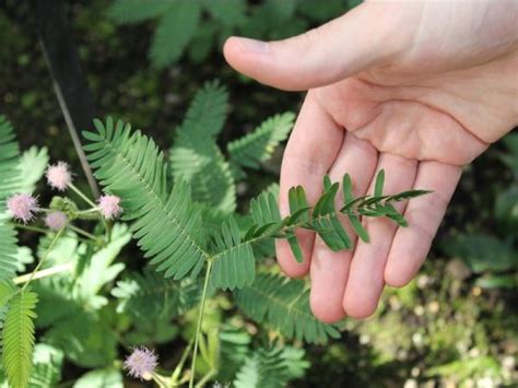 Las Plantas M S Raras Del Mundo Y Sus Nombres Lista Con Fotos