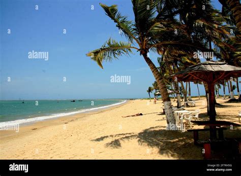 Santa Cruz Cabralia Bahia Brazil December 13 2010 Coconut Trees