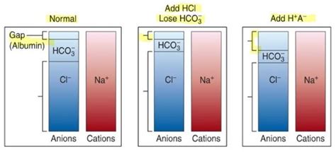 Renal Acid Base Flashcards Quizlet