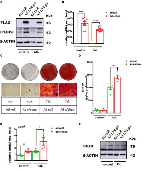 Frontiers CCAAT Enhancer Binding Protein Alpha Is A Novel Regulator