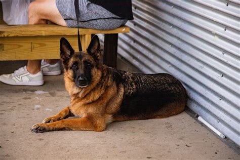 Steel Paws Makes Its Annual Visit To Celebrate Lexington Area K9s