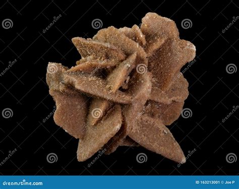 Desert Rose or Sand Rose Crystal Cluster from Gypsum Mineral Isolated on a Pure Black Background ...