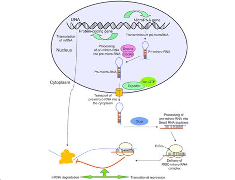 Overview On Mirna Biogenesis And Translation Repression Download