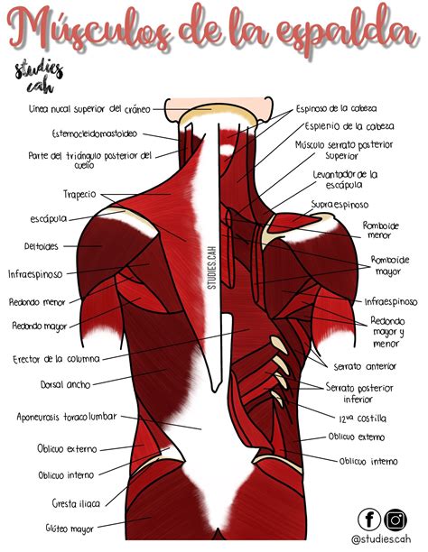 MUSCULOS