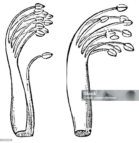 Pea Flower Monadelphous Stamen 19th Century Stock Illustration ...